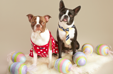 Black and white french bulldog and brown and white french bulldog sitting on a fur thow surrounded by easter eggs