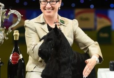 Scottish terrier winning a prize