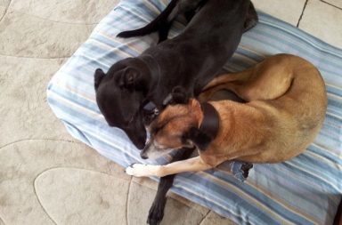 Maxine Towell Greyhounds resting on their dog bed