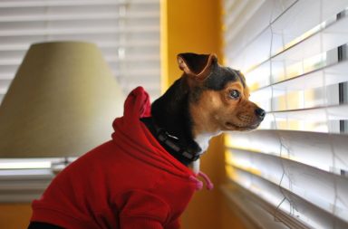 Dog peeking out window blinds