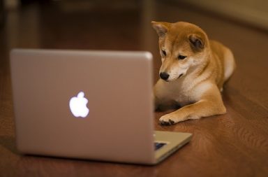 Shiba Inu with laptop