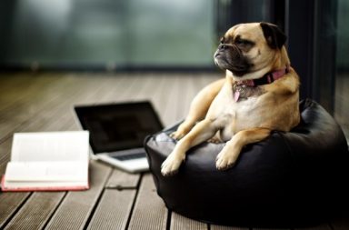 Pug resting on a bean bag on the porch with a laptop and open book in the background.