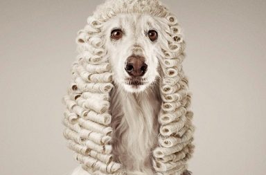 White Terrier Dog Dressed in a Judge's Wig Costume on a Neautral Background
