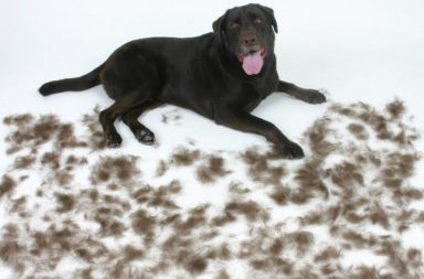 Labrador Retriever Heavily Fur Shedding Breed of Dog lying on the floor surrounded by dog fur