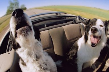 Dogs enjoying an open top car ride.