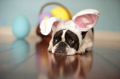 french bulldog with easter bunny ears