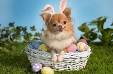 Dog in a basket with Easter eggs wearing bunny ears