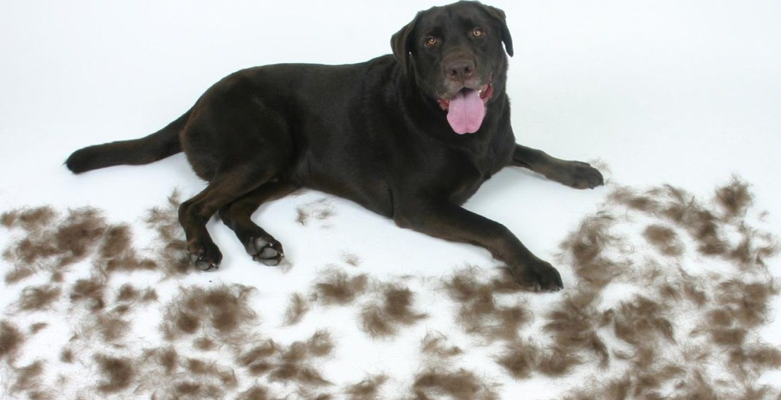 Dog moulting hot sale