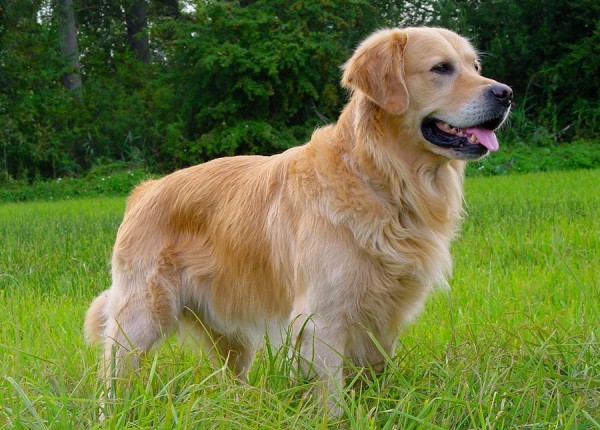 Golden Retriever standing in a sunny field one of the top dogs for kids