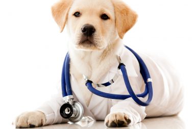 Labrador puppy dressed as a doctor