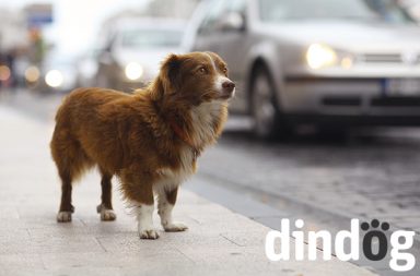 Perro con correa y placa Dindog en la calle
