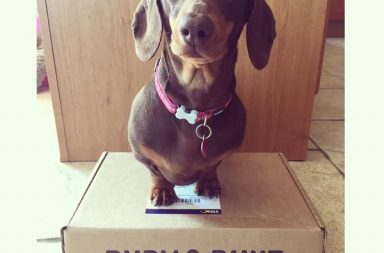 Dachshund sitting on a Ruby and Duke box