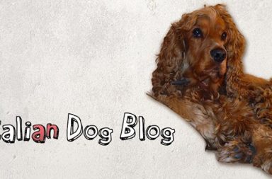cocker con pelo marrone e logo the italian dog blog
