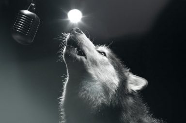 Husky singing into the microphone