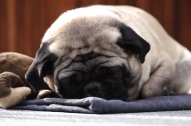 Ramon the pug taking a nap in the DogBuddy promo video.