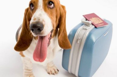 cane con lingua fuori e valigia azzurra e passaporto