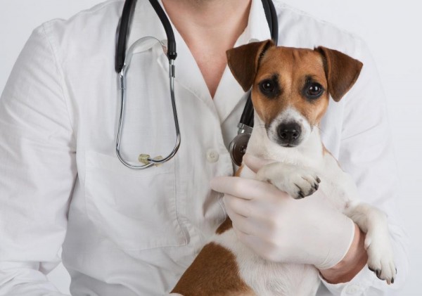 Vet holding a Jack Russell