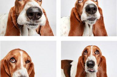 Basset hound in photo booth multi picture