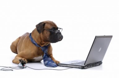 Boxer dog wearing glasses and a tie on a laptop