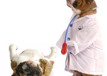 animal obesity - bulldog dressed up as doctor standing beside pug laying down on weigh scales
