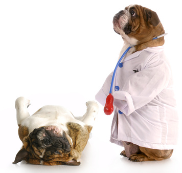 animal obesity - bulldog dressed up as doctor standing beside pug laying down on weigh scales