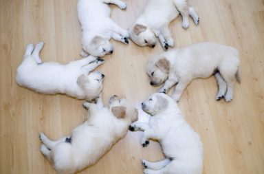 Six sleeping Labrador Retriever puppies lying on their side for the dogs sleep DogBuddy blog article