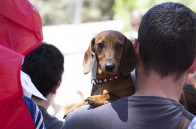 Perro salchicha, Daschund, en brazos de su dueño en Barcelona.