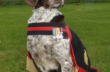 Der RAF Spürhund Buster und seine Medaillen für den DogBuddy Heldenhunde Blogartikel
