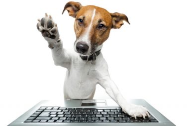 chien utilisant un ordinateur