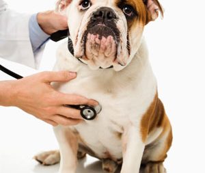 bulldog con pelo bianco e marrone viene visitatato dal veterinario