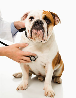 bulldog con pelo bianco e marrone viene visitatato dal veterinario