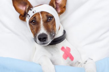 cane col pelo marrone e bianco con fascia e vestito da dottore è in un letto aspettando le sue vaccinazioni