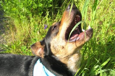 cane con pelo nero e marrone mangia erba verde