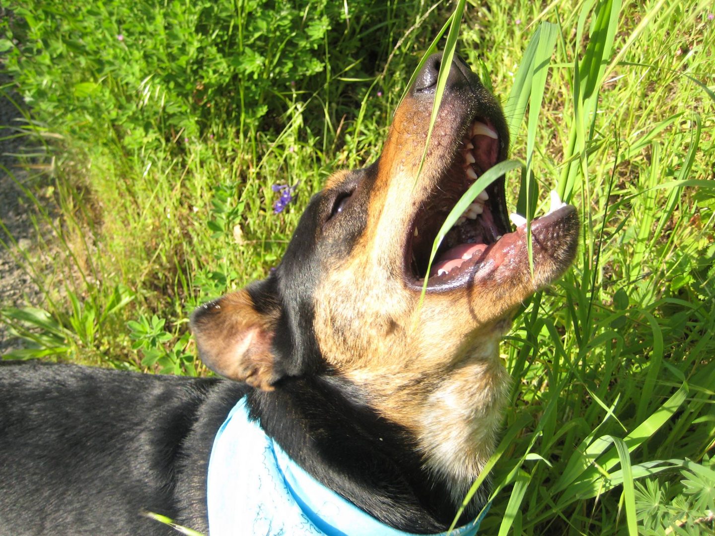 Saca la aseguranza Sinceramente Asser Por qué los perros comen hierba? - DogBuddy Blog