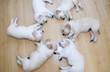 cinque cani golden retriever con pelo bianco dormono in un pavimento di legno