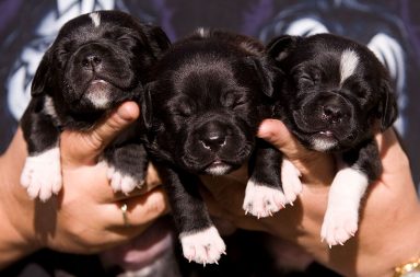 staffy puppies black and white