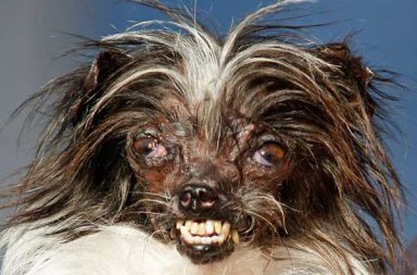 Peanut, world's ugliest dog