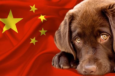 Labrador puppy and Chinese flag - YuLin dog meat festival blog