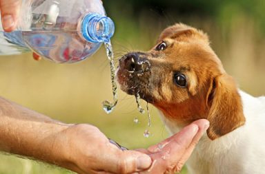 chien buvant de l'eau