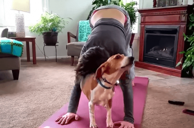 Dog interrupting dog doing yoga