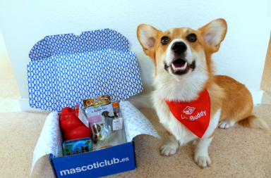 Corgi con bandana de DogBuddy sentada junto a una caja de Mascoticlub Unboxing: Chuches para los perros de DogBuddy