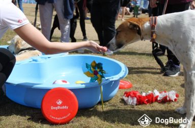 DogBuddy-team-frisbee-dog-in-pool-dog-sniffing-hand-Blog-Hyde-Bark