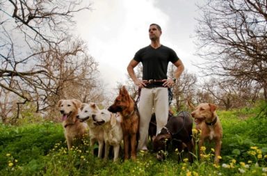 Mann mit vielen Hunden