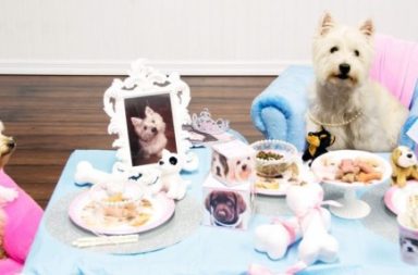 Glamour Hunde-Geburtstagsparty