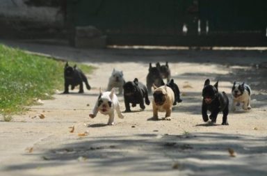 L'invasione dei cuccioli che corrono su una strada grigia con dell'erba al lato