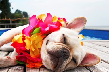 french bulldog durmiendo cerca de una piscina con un collar de flores