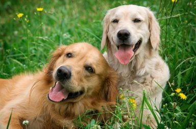 botiquin natural para perros - dos perros golden retriever en el jardin