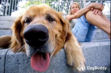 cane con pelo marroncino e lingua rosa fuori riposa con un buon dog sitter su alcuni scalini di cemento grigio