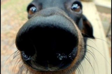 cane con muso nero naso grande e pelo bianco guarda la camera e sente l'odore dei cani li vicino