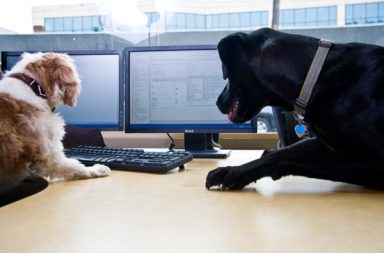 due cani uno con pelo chiaro e uno con pelo nero guardano due monitor di computers in un ufficio